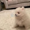 Beautiful Pomerania Puppies for adoption +971558725932 photo 4