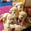 Golden Retriever Puppies for adoption photo 1