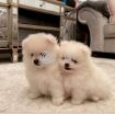 Beautiful Pomerania Puppies for adoption +971558725932 photo 1