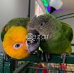 Parrots for rehoming photo 1