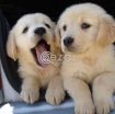 Golden Retriever Puppies for adoption photo 2