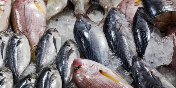 A new fish market set to open its doors at Al Khor