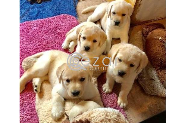 Golden Retriever Puppies for adoption photo 1