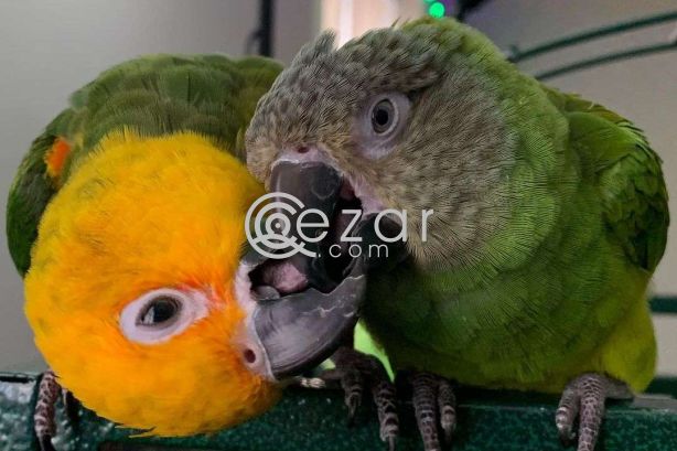 Parrots for rehoming photo 1