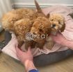 Cute Poodle Puppies available photo 3