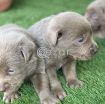 Labrador Puppies for sale photo 1