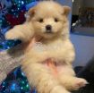 Beautiful Male and Female Pomeranian Puppies for sale photo 1