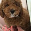 Cute Poodle Puppies available photo 6