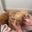 Cute Poodle Puppies available photo 1