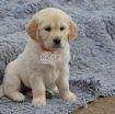 Lovely Golden Retriever Pups For Sale photo 1