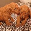 Poodle Puppies available photo 5