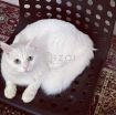 Turkish Persian Cat for 0 QAR photo 2