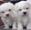 Maltese Puppies for adoption photo 2