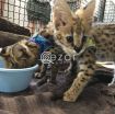 Serval Kittens Available For Sale photo 1