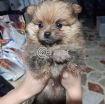 Pomeranian puppy for adoption photo 2