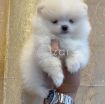 Teacup Pomeranian Puppies Available for sale photo 3