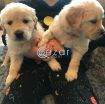 Cute Golden Retriever Puppies. photo 2