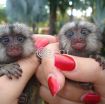 Capuchin, marmoset, squirrel and spider monkeys for sale photo 2