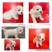 Maltese Puppies avilable for a New Home photo 2