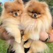 Adorable Pomeranian puppies looking for a good and caring home. photo 1