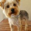 Yorkshire Terrier brought from France photo 2