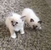 Ragdoll Kittens Available For Sale photo 1