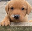 Beautiful Labrador Puppies for sale photo 1