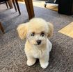 Maltipoo(Maltese x poodle) available photo 1