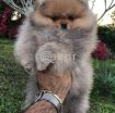 Pedigree  Pomeranian  Puppies For rehoming photo 1