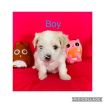 Maltese Puppies avilable for a New Home photo 4
