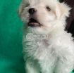 Outstanding Male and Female Maltese Puppies photo 6