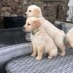 Healthy Golden Retriever puppies available photo 1