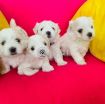 Maltese Puppies avilable for a New Home photo 1