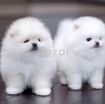 Teacup Pomeranian Puppies for sale photo 1