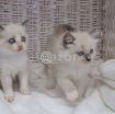 Ragdoll  kittens ready for their forever homes. photo 1