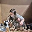 FREE GIFT OF SIBERIAN HUSKY PUPPIES, MALES AND FEMALE photo 1