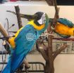 Green Wing Macaw Parrots Available For Sale photo 1