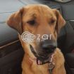 BROWNIE - Lost family pet dog - 1000QR Reward photo 1