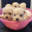Beautiful Maltese Puppies For Sale photo 4