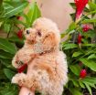 Poodle Puppies for new family photo 2