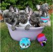 Cute French Bulldog Puppies for Sale photo 1