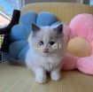 Ragdoll Kitten photo 2