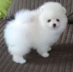 Toy Pomeranian litter puppies for rehoming photo 1