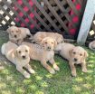 Labrador Puppies for sale photo 1