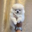 Teacup Pomeranian Puppies Available for sale photo 1