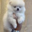 Teacup Pomeranian Puppies Available for sale photo 2