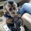 Capuchin monkeys photo 1