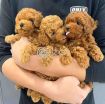 Poodle puppies ready for their forever homes photo 1