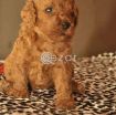 Poodle Puppies available photo 4