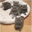 British shorthair kittens photo 1